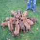 http://listadoderazasdeperrosygatos.blogspot.com/2015/02/raza-rhodesian-ridgeback.html